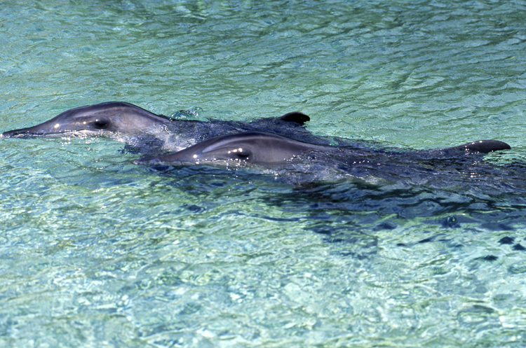 DIVING;UNDERWATER;dolphins;french polynesia;F882_FACTOR 31